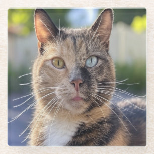 Cat foto toevoegen Aanpassen Glazen Onderzetter