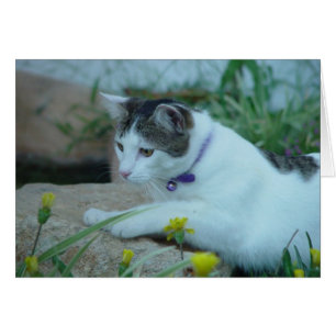 Cat Garden Gazing Wenskaart