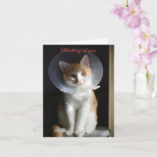 Cat in Cone Denkt aan jou, Cat Get Well Soon Kaart (Orchidee)