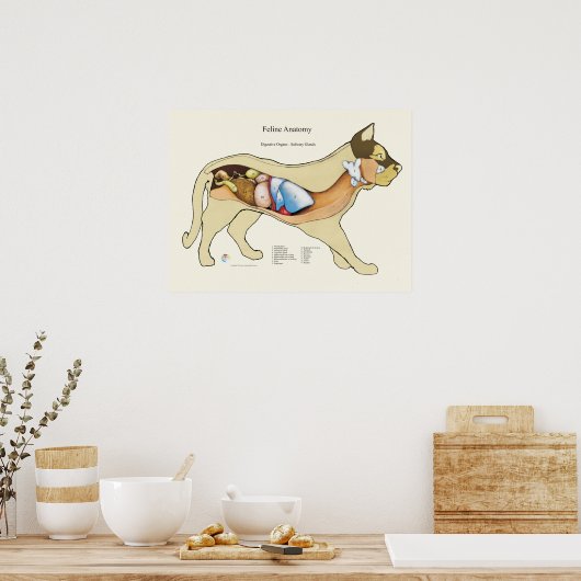 Cat Internal Digestive Anatomve Veterinary Chart Poster (Keuken)