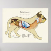 Cat Internal Digestive Anatomve Veterinary Chart Poster (Voorkant)
