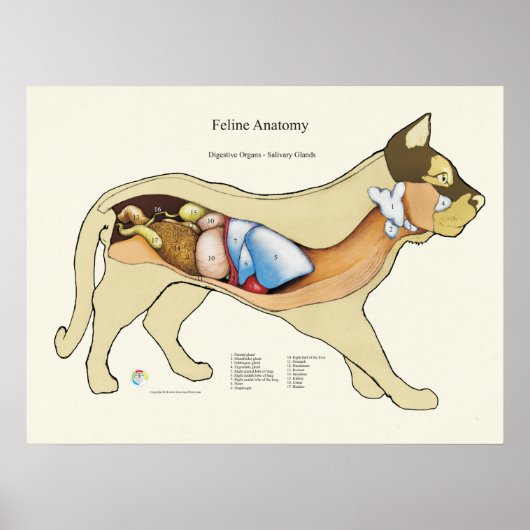 Cat Internal Digestive Anatomve Veterinary Chart Poster (Voorkant)