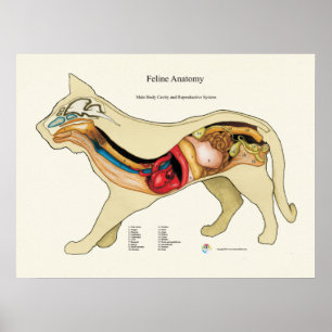 Cat Internal Organ Anatoman Veterinary Chart Poster