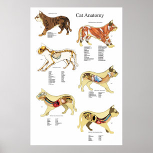 Cat Internal Organ Anatoman Veterinary Chart Poster