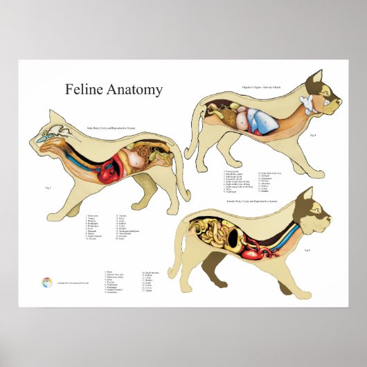 Cat Internal Organ Anatoman Veterinary Chart Poster (Voorkant)