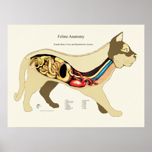 Cat Internal Vrouw Anatome Veterinary Chart Poster (Voorkant)