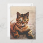 Cat Kitten Kat Pet Briefkaart (Voorkant / Achterkant)