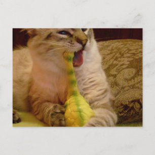 Cat krijgt dinosaur Briefkaart