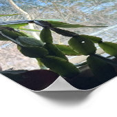 Cat Looking Out Window Poster (Coin)