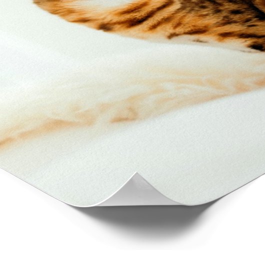 Cat Lover, Cute Kitten Meme, mijn baby's hebben ee Poster (Hoek)