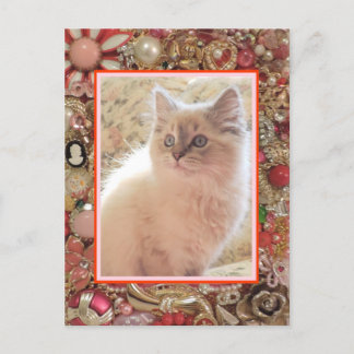 Cat Lover's juwelenfotoontwerp Briefkaart