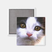 Cat Magnet Magneet (Voorkant / Achterkant)