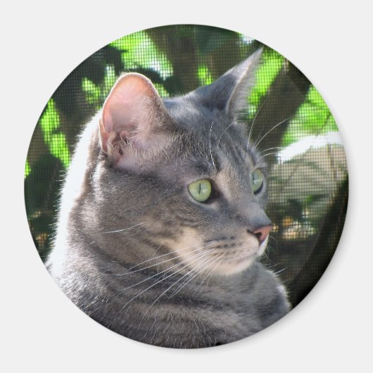 Cat Magnet Magneet (Voorkant)
