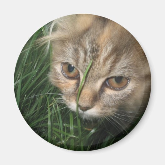 Cat Magnet Magneet (Voorkant)