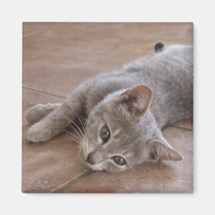 Cat Magnet Magneet