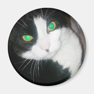 Cat Magnet Magneet