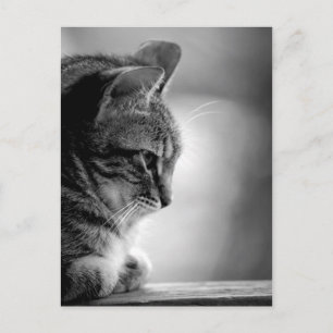 Cat Meditating Black en White Briefkaart