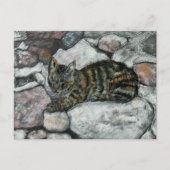 Cat Nap Briefkaart (Voorkant)