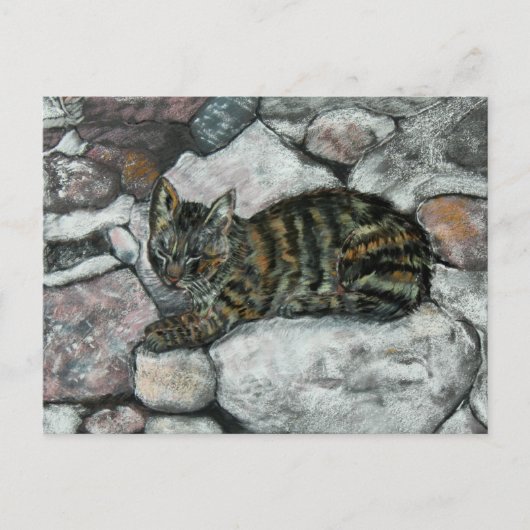 Cat Nap Briefkaart (Voorkant)