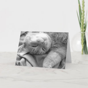 Cat Nap Wenskaarten Kaart