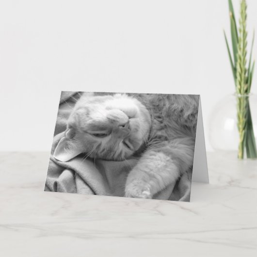Cat Nap Wenskaarten Kaart (Voorkant)