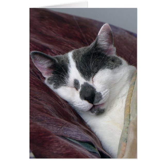 Cat Napping (Devant)