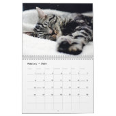Cat Naps - Calendrier des murs photo (Feb 2026)
