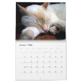 Cat Naps - Calendrier des murs photo (Jan 2026)