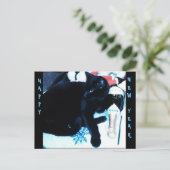 CAT NOIR de CHAMPAGNE, carte postale de NOUVELLE A (Debout devant)