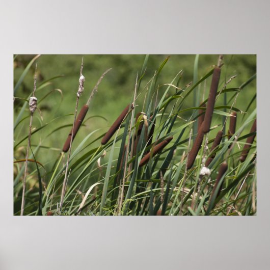 Cat o' 9tails poster (Voorkant)