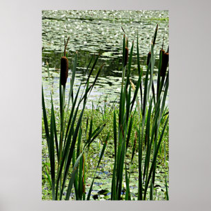 Cat O Nine Tails & White Water Lillys Foto afdrukk Poster