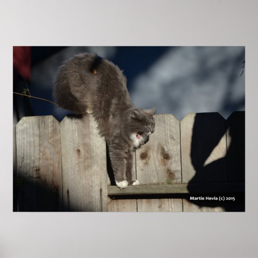 Cat on Fence (7) Poster (Voorkant)
