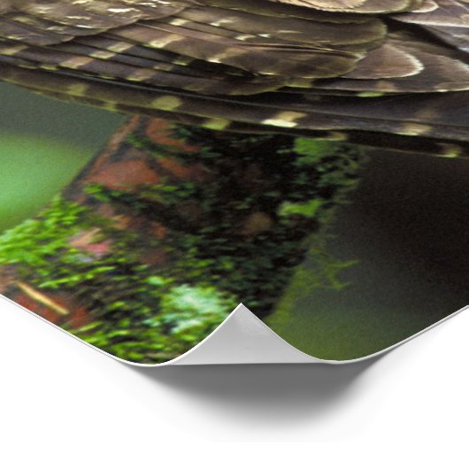 Cat Owl Poster (Hoek)