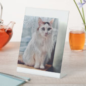 Cat Pedastal Reclamebord Met Voetstuk (Insitu)