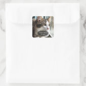 Cat Penser De Vous Stickers (Sac)