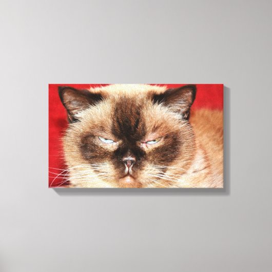 CAT PERSIAN SLEEEPY STRETCHED CANVAS AFDRUK (Voorkant)
