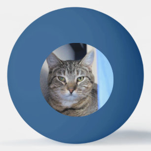Cat Ping Pong Ball