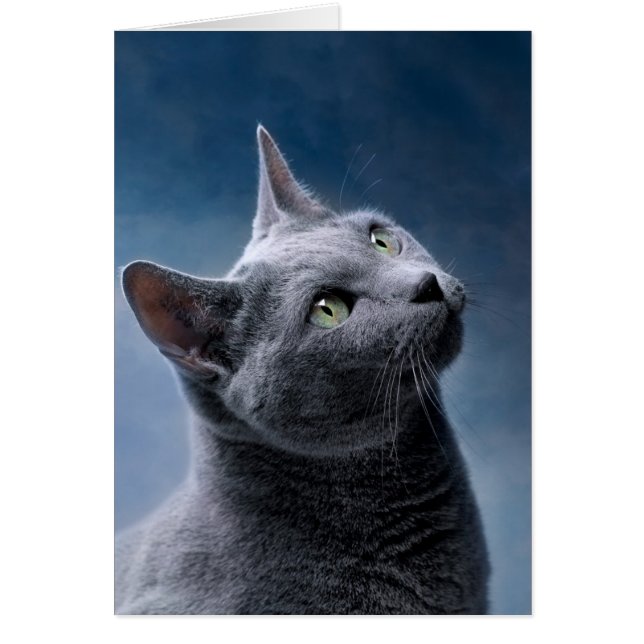 Cat Portrait (Voorkant)