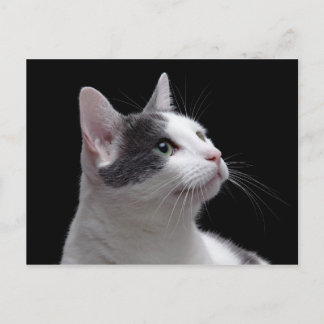Cat Portrait Briefkaart