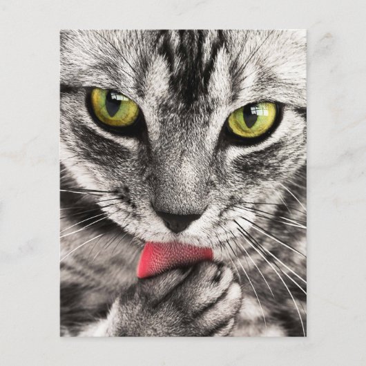 Cat Portrait Flyer (Voorkant)