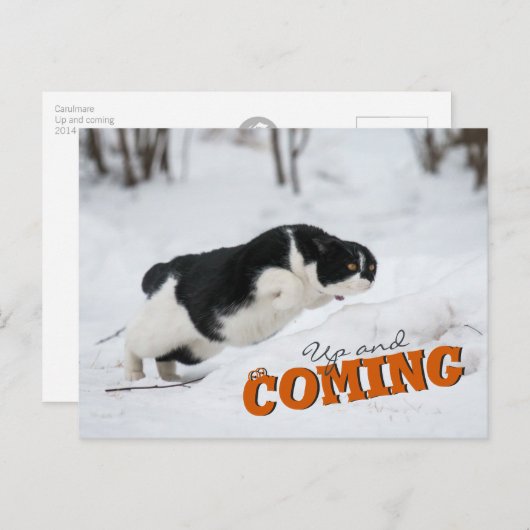 Cat Postcard Briefkaart (Voorkant / Achterkant)