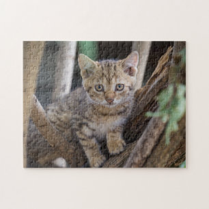 Cat Puzzles Cat Kitten Photographie Animal Pic Cat