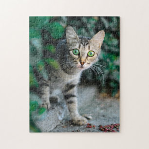 Cat Puzzles Cat Kitten Photographie Animal Pic Cat