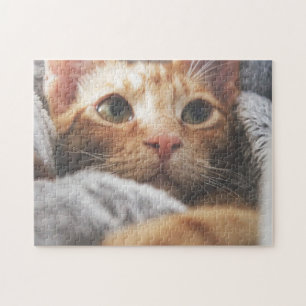 Cat Puzzles Cat Kitten Photography Animal Pic Cat Legpuzzel