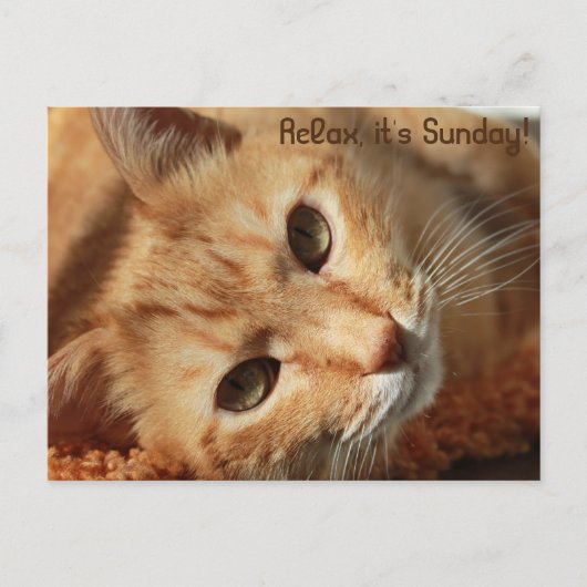 Cat quote briefkaart (Voorkant)