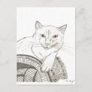 Cat Ragdoll Portrait Briefkaart