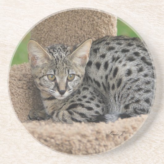 Cat reeks-Serval Savannah Cat-Onderzetter Zandsteen Onderzetter (Voorkant)