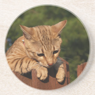 Cat reeks-Serval Savannah Cat-Onderzetter Zandsteen Onderzetter