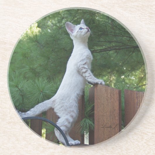 Cat reeks-Serval Savannah Cat-Onderzetter Zandsteen Onderzetter (Voorkant)