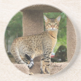 Cat reeks-Serval Savannah Cat-Onderzetter Zandsteen Onderzetter